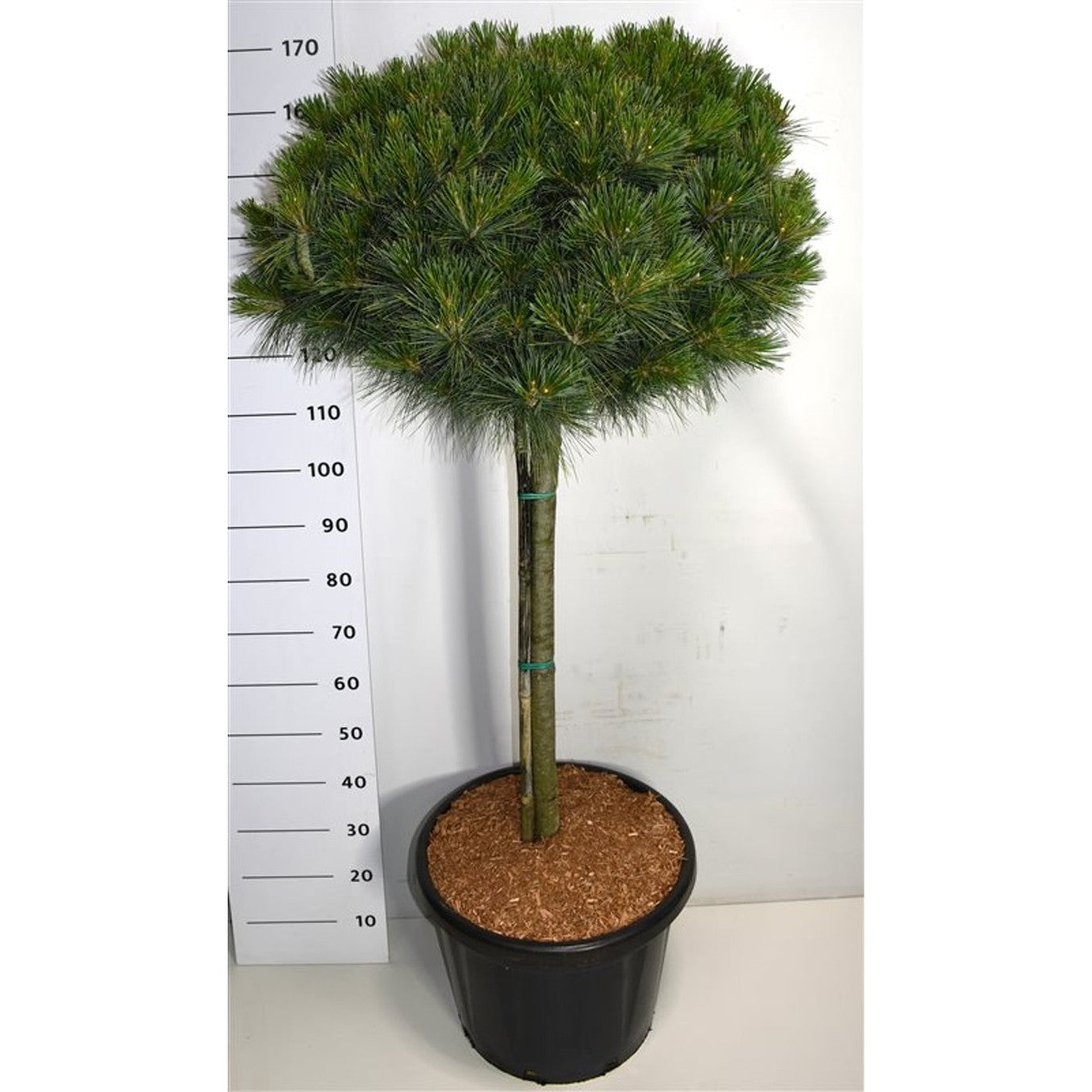 Sitkagran – Picea sitchensis 'Nana' - 80 CM Stem C40